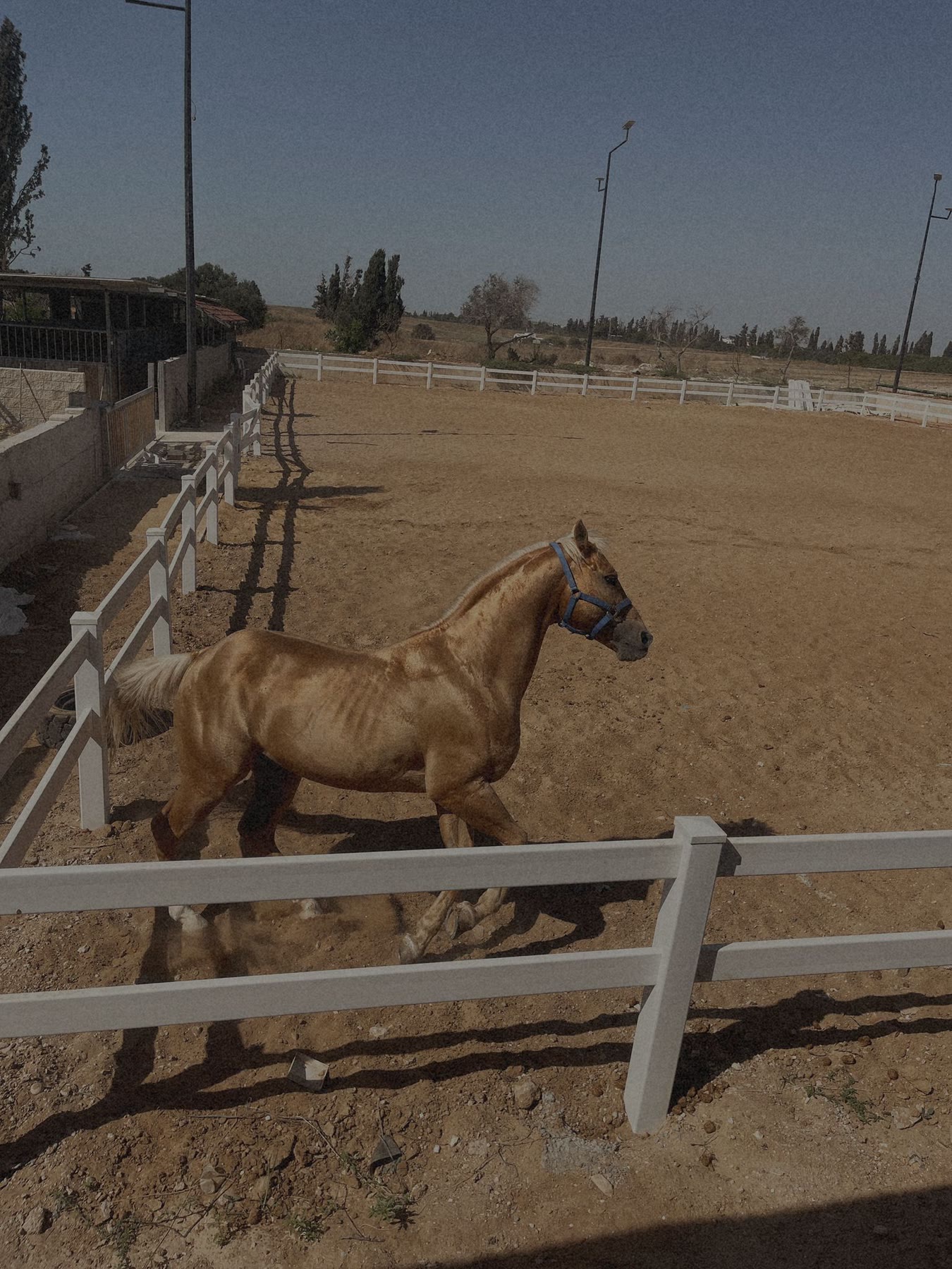 שיעורי רכיבה על סוסים באשקלון